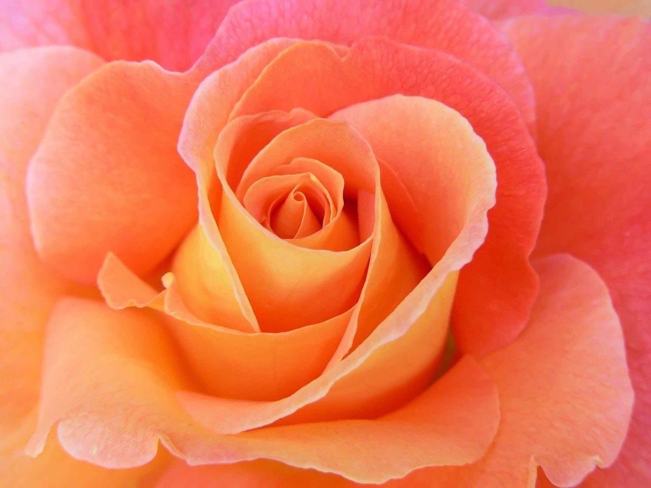 Orange Floral Rose.