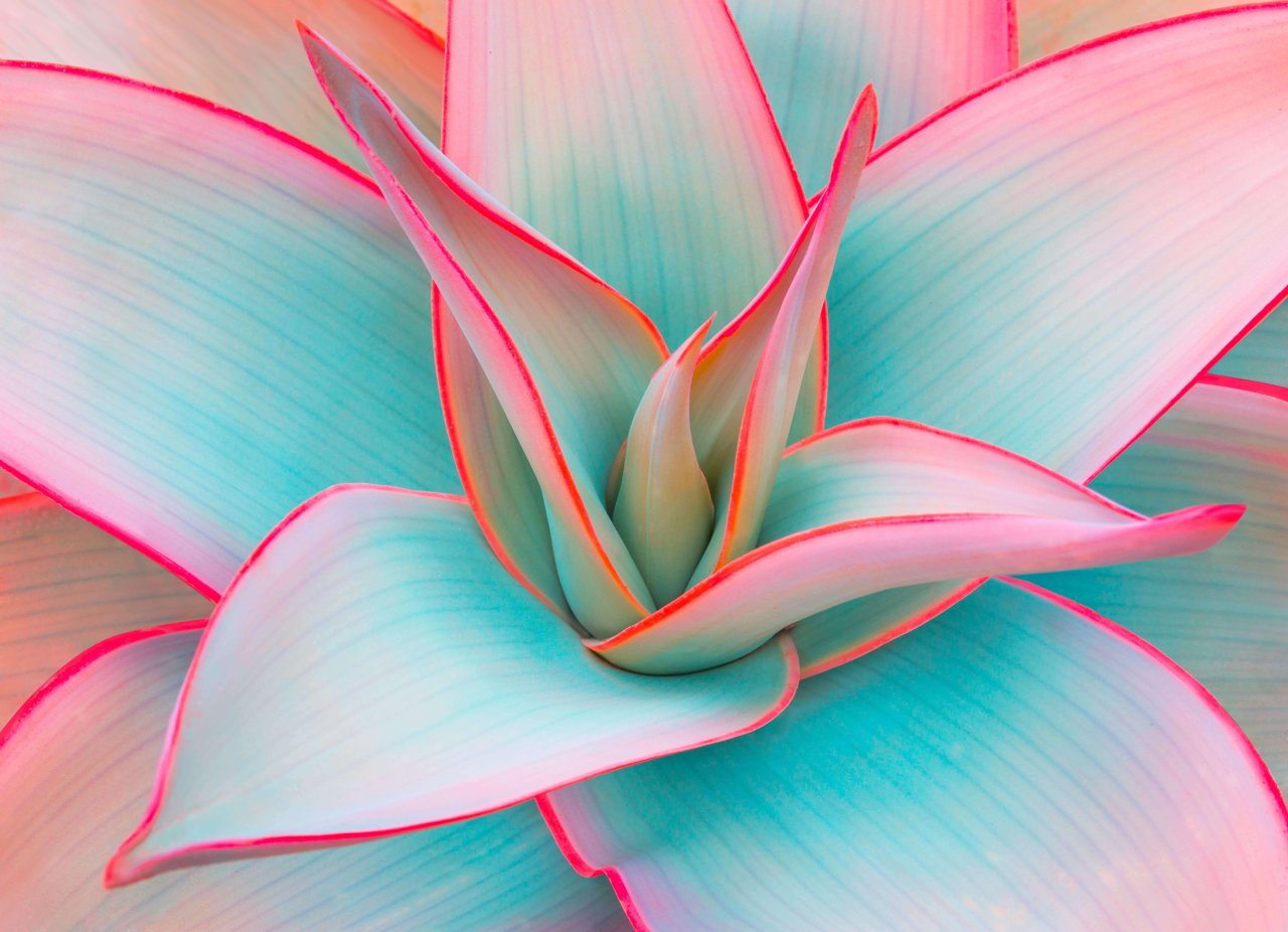 Banner Image of Pink Blue Flower.