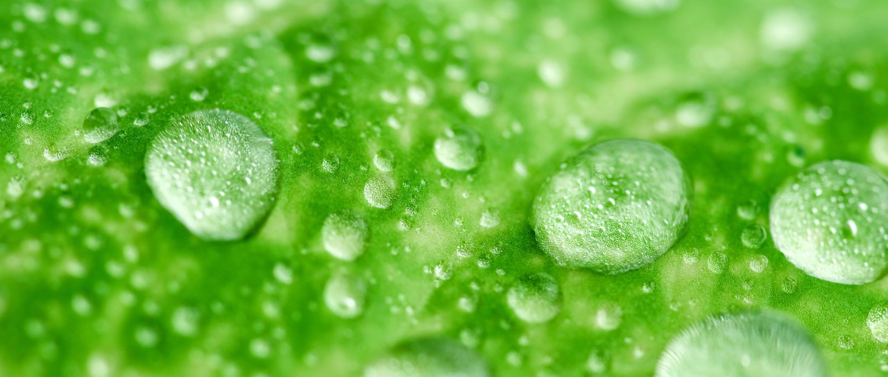 Green Leaf Banner.