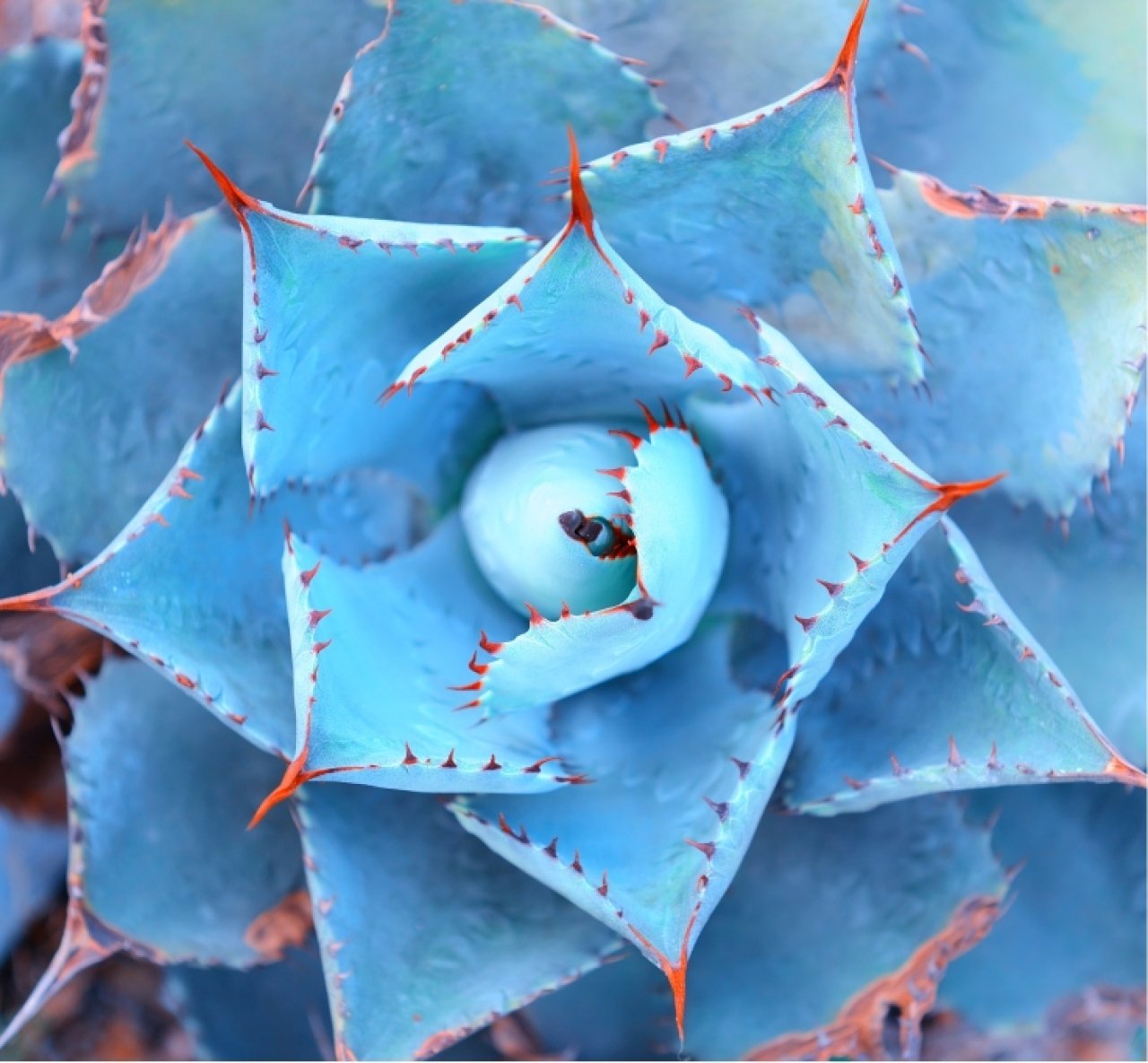 Blue detailed macro plant.